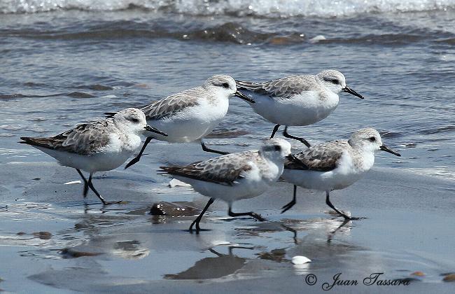 Playero blanco - AVES DE