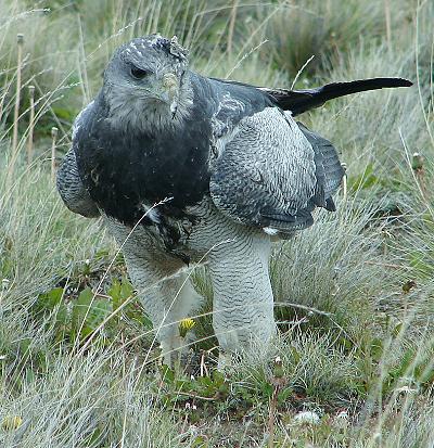 Total 39+ imagen tipos de aguilas en chile